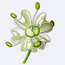 Kümmel-Blüte