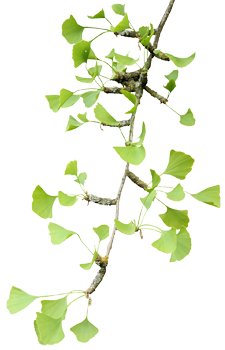 Ginkgo-Baum im Botanischen Gaten der Uni Bonn